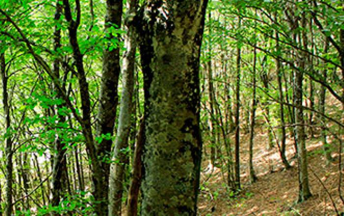 foresta monti aurunci