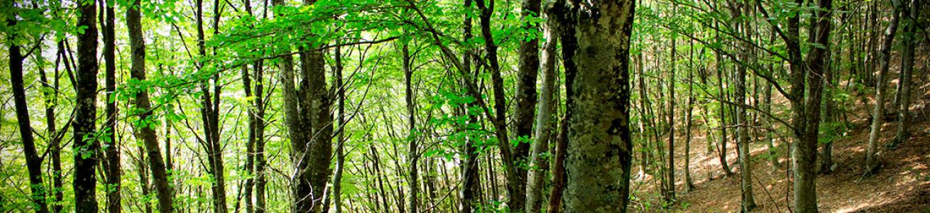 foresta monti aurunci
